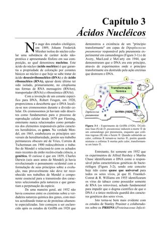 Capítulo 3
                                                  Ácidos Nucléicos
       N        o auge dos estudos citológico,
                em 1889, Johann Frederick
                Miesher isolou do núcleo celu-
lar uma substância de caráter ácido não-
                                                    demonstrou a existência de um "princípio
                                                    transformante" em cepas de Dipoplococcus
                                                    pneumoniae responsável pela pneumonia ex-
                                                    perimental em camundongos (Figura 3-1) e de
protéica e apresentando fósforo em sua com-         Avery, MacLeod e McCarty em 1944, que
posição, ao qual denominou nucleína. Este           demonstraram que o DNA era este princípio,
ácido do núcleo (ácido nucléico) é que garan-       através de experimentos onde o princípio
tia a propriedade de coloração por corantes         transformante era destruído pela ação enzimas
básicos ao núcleo e que hoje se sabe tratar do      que destroem o DNA.
ácido desoxirribonucléico (DNA) e do ácido
ribonucléico (RNA), apesar deste último ter
sido isolado, primariamente, no citoplasma
nas formas de RNA mensageiro (RNAm),
transportador (RNAt) e ribossômico (RNAr).
        Com a invenção de um corante especí-
fico para DNA, Robert Feugen, em 1920,
proporcionou a descoberta que o DNA locali-
za-se nos cromossomos durante a divisão ce-
lular. Os cromossomos já haviam sido descri-
tos como fundamentais para o processo de
reprodução celular desde 1879 por Fleming,
entretanto nunca relacionados como portado-
res dos elementos responsáveis pelos caracte-       Figura 3-1 - Experimento de Griffth (1928). Colô-
res hereditários, os genes. Na verdade Men-         nias lisas (S) de D. pneumoniae induzem a morte de
                                                    um camundongo por pneumonia, enquanto que colô-
del, em 1865, estabelecera os princípios uni-       nias rugosas (R) não o fazem . Quando submetido ao
versais da hereditariedade, porém seu trabalho      calor, colônias R tornam-se inertes , porém quando
permaneceu obscuro até de Vries, Correns &          misturas a colônias S mortas pelo calor, transformam-
Tschermnan em 1900 redescobrirem o traba-           se em letais .
lho de Mendel e relacioná-lo com os achados
mais recentes da então recém-criada ciência, a             Entretanto, foi somente em 1952 que
genética. O curioso é que em 1859, Charles          os experimentos de Alfred Hershey e Martha
Darwin (seis anos antes de Mendel) já havia         Chase identificaram o DNA como o respon-
revolucionado o pensamento ocidental com a          sável pelas características genéticas de bacte-
formulação de seus princípios sobre a evolu-        riófagos (Figura 3-2), sendo este conceito
ção, mas provavelmente não deve ter reco-           hoje tido como quase que universal para
nhecido nos trabalhos de Mendel o compo-            todos os seres vivos, já que H. Fraenkel-
nente essencial para a transmissão dos carac-       Conrat & R. Williams em 1955 identificaram
teres selecionados pela natureza e que garan-       os vírus do tabaco como possuidor somente
tiam a perpetuação da espécie.                      de RNA (os retrovírus), achado fundamental
        De uma maneira geral, até 1952 não          para impedir que o dogma científico de que o
havia consenso entre os cientistas sobre a ver-     DNA é a único molécula guardiã dos caracte-
dadeira natureza química dos genes, com mui-        res genéticos dos seres vivos.
tos acreditando tratar-se de proteínas altamen-            Isto torna-se bem mais evidente com
te especializadas. Isto começou a ser esclare-      os estudos de Stanley Prusiner e colaborado-
cido após os estudos de Griffth em 1928 que         res sobre os PRIONS (Proteinaceous Infecti-
 