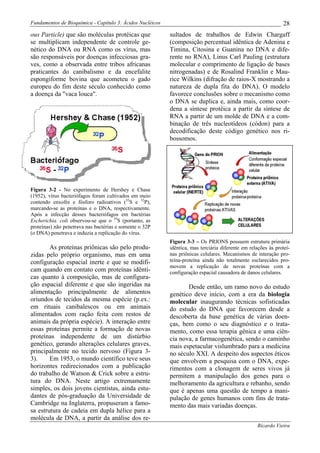 Fundamentos de Bioquímica - Capítulo 3: Ácidos Nucléicos                                                       28
ous Particle) que são moléculas protéicas que              sultados de trabalhos de Edwin Chargaff
se multiplicam independente de controle ge-                (composição percentual idêntica de Adenina e
nético do DNA ou RNA como os vírus, mas                    Timina, Citosina e Guanina no DNA e dife-
são responsáveis por doenças infecciosas gra-              rente no RNA), Linus Carl Pauling (estrutura
ves, como a observada entre tribos africanas               molecular e comprimento de ligação de bases
praticantes do canibalismo e da encefalite                 nitrogenadas) e de Rosalind Franklin e Mau-
espongiforme bovina que acometeu o gado                    rice Wilkins (difração de raios-X mostrando a
europeu do fim deste século conhecido como                 natureza de dupla fita do DNA). O modelo
a doença da "vaca louca".                                  favorece conclusões sobre o mecanismo como
                                                           o DNA se duplica e, ainda mais, como coor-
                                                           dena a síntese protéica a partir da síntese de
                                                           RNA a partir de um molde de DNA e a com-
                                                           binação de três nucleotídeos (códon) para a
                                                           decodificação deste código genético nos ri-
                                                           bossomos.




Figura 3-2 - No experimento de Hershey e Chase
(1952), vírus bacteriófagos foram cultivados em meio
contendo enxofre e fósforo radioativos (35S e 32P),
marcando-se as proteínas e o DNA, respectivamente.
Após a infecção desses bacteriófagos em bactérias
Escherichia. coli observou-se que o 35S (portanto, as
proteínas) não penetrava nas bactérias e somente o 32P
(o DNA) penetrava e induzia a replicação do vírus.
                                                           Figura 3-3 – Os PRIONS possuem estrutura primária
        As proteínas priônicas são pelo produ-             idêntica, mas terciária diferente em relações às proteí-
zidas pelo próprio organismo, mas em uma                   nas priônicas celulares. Mecanismos de interação pro-
configuração espacial inerte e que se modifi-              teína-proteína ainda não totalmente esclarecidos pro-
                                                           movem a replicação de novas proteínas com a
cam quando em contato com proteínas idênti-                configuração espacial causadora de danos celulares.
cas quanto à composição, mas de configura-
ção espacial diferente e que são ingeridas na                     Desde então, um ramo novo do estudo
alimentação principalmente de alimentos                    genético deve início, com a era da biologia
oriundos de tecidos da mesma espécie (p.ex.:               molecular inaugurando técnicas sofisticadas
em rituais canibalescos ou em animais                      do estudo do DNA que favorecem desde a
alimentados com ração feita com restos de                  descoberta da base genética de várias doen-
animais da própria espécie). A interação entre             ças, bem como o seu diagnóstico e o trata-
essas proteínas permite a formação de novas                mento, como essa terapia gênica e uma ciên-
proteínas independente de um distúrbio                     cia nova, a farmacogenética, sendo o caminho
genético, gerando alterações celulares graves,             mais espetacular vislumbrado para a medicina
principalmente no tecido nervoso (Figura 3-                no século XXI. A despeito dos aspectos éticos
3).     Em 1953, o mundo científico teve seus              que envolvem a pesquisa com o DNA, expe-
horizontes redirecionados com a publicação                 rimentos com a clonagem de seres vivos já
do trabalho de Watson & Crick sobre a estru-               permitem a manipulação dos genes para o
tura do DNA. Neste artigo extremamente                     melhoramento da agricultura e rebanho, sendo
simples, os dois jovens cientistas, ainda estu-            que é apenas uma questão de tempo a mani-
dantes de pós-graduação da Universidade de                 pulação de genes humanos com fins de trata-
Cambridge na Inglaterra, propuseram a famo-                mento das mais variadas doenças.
sa estrutura de cadeia em dupla hélice para a
molécula de DNA, a partir da análise dos re-
                                                                                                   Ricardo Vieira
 
