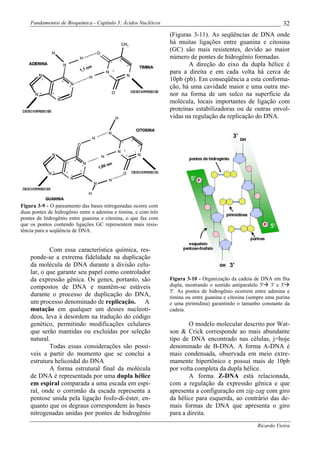 Fundamentos de Bioquímica - Capítulo 3: Ácidos Nucléicos                                                       32
                                                                 (Figuras 3-11). As seqüências de DNA onde
                                                                 há muitas ligações entre guanina e citosina
                                                                 (GC) são mais resistentes, devido ao maior
                                                                 número de pontes de hidrogênio formadas.
                                                                        A direção do eixo da dupla hélice é
                                                                 para a direita e em cada volta há cerca de
                                                                 10pb (pb). Em conseqüência a esta conforma-
                                                                 ção, há uma cavidade maior e uma outra me-
                                                                 nor na forma de um sulco na superfície da
                                                                 molécula, locais importantes de ligação com
                                                                 proteínas estabilizadoras ou de outras envol-
                                                                 vidas na regulação da replicação do DNA.




Figura 3-9 - O pareamento das bases nitrogenadas ocorre com
duas pontes de hidrogênio entre a adenina e timina, e com três
pontes de hidrogênio entre guanina e citosina, o que faz com
que os pontos contendo ligações GC representem mais resis-
tência para a seqüência de DNA.


            Com essa característica química, res-
    ponde-se a extrema fidelidade na duplicação
    da molécula de DNA durante a divisão celu-
    lar, o que garante seu papel como controlador
    da expressão gênica. Os genes, portanto, são                 Figura 3-10 - Organização da cadeia de DNA em fita
    compostos de DNA e mantêm-se estáveis                        dupla, mostrando o sentido antiparalelo 5' 3' e 3'
                                                                 5'. As pontes de hidrogênio ocorrem entre adenina e
    durante o processo de duplicação do DNA,                     timina ou entre guanina e citosina (sempre uma purina
    um processo denominado de replicação. A                      e uma pirimidina) garantindo o tamanho constante da
    mutação em qualquer um desses nucleotí-                      cadeia.
    deos, leva à desordem na tradução do código
    genético, permitindo modificações celulares                          O modelo molecular descrito por Wat-
    que serão mantidas ou excluídas por seleção                  son & Crick corresponde ao mais abundante
    natural.                                                     tipo de DNA encontrado nas células, j=hoje
            Todas essas considerações são possí-                 denominado de B-DNA. A forma A-DNA é
    veis a partir do momento que se conclui a                    mais condensada, observada em meio extre-
    estrutura helicoidal do DNA                                  mamente hipertônico e possui mais de 10pb
            A forma estrutural final da molécula                 por volta completa da dupla hélice.
    de DNA é representada por uma dupla hélice                           A forma Z-DNA está relacionada,
    em espiral comparada a uma escada em espi-                   com a regulação da expressão gênica e que
    ral, onde o corrimão da escada representa a                  apresenta a configuração em zig-zag com giro
    pentose unida pela ligação fosfo-di-éster, en-               da hélice para esquerda, ao contrário das de-
    quanto que os degraus correspondem às bases                  mais formas de DNA que apresenta o giro
    nitrogenadas unidas por pontes de hidrogênio                 para a direita.
                                                                                                       Ricardo Vieira
 