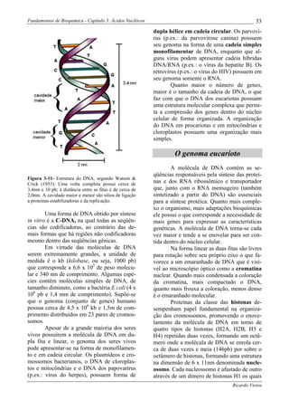 Fundamentos de Bioquímica - Capítulo 3: Ácidos Nucléicos                                                 33
                                                           dupla hélice em cadeia circular. Os parvoví-
                                                           rus (p.ex.: da parvovirose canina) possuem
                                                           seu genoma na forma de uma cadeia simples
                                                           monofilamentar de DNA, enquanto que al-
                                                           guns vírus podem apresentar cadeia híbridas
                                                           DNA/RNA (p.ex.: o vírus da hepatite B). Os
                                                           retrovírus (p.ex.: o vírus do HIV) possuem em
                                                           seu genoma somente o RNA.
                                                                   Quanto maior o número de genes,
                                                           maior é o tamanho da cadeia de DNA, o que
                                                           faz com que o DNA dos eucariotas possuam
                                                           uma estrutura molecular complexa que permi-
                                                           ta a compressão dos genes dentro do núcleo
                                                           celular de forma organizada. A organização
                                                           do DNA em procariotas e em mitocôndrias e
                                                           cloroplastos possuem uma organização mais
                                                           simples.

                                                                    O genoma eucarioto
                                                                   A molécula de DNA contém as se-
                                                           qüências responsáveis pela síntese das proteí-
Figura 3-11- Estrutura do DNA, segundo Watson &
Crick (1953). Uma volta completa possui cerca de
                                                           nas e dos RNA ribossômico e transportador
3,4nm e 10 pb; à distância entre as fitas é de cerca de    que, junto com o RNA mensageiro (também
2,0nm. A cavidade maior e menor são sítios de ligação      sintetizado a partir do DNA) são essenciais
a proteínas estabilizadoras e da replicação.               para a síntese protéica. Quanto mais comple-
                                                           xo o organismo, mais adaptações bioquímicas
        Uma forma de DNA obtido por síntese                ele possui o que corresponde a necessidade de
in vitro é a C-DNA, na qual todas as seqüên-               mais genes para expressar as características
cias são codificadoras, ao contrário das de-               genéticas. A molécula de DNA torna-se cada
mais formas que há regiões não codificadoras               vez maior e tende a se enovelar para ser con-
mesmo dentro das seqüências gênicas.                       tida dentro do núcleo celular.
        Em virtude das moléculas de DNA                            Na forma linear as duas fitas são livres
serem extremamente grandes, a unidade de                   para rotação sobre seu próprio eixo o que fa-
medida é o kb (kilobase, ou seja, 1000 pb)                 vorece a um emaranhado de DNA que é visí-
que corresponde a 6,6 x 105 de peso molecu-                vel ao microscópio óptico como a cromatina
lar e 340 nm de comprimento. Algumas espé-                 nuclear. Quando mais condensada a coloração
cies contêm moléculas simples de DNA, de                   da cromatina, mais compactado o DNA,
tamanho diminuto, como a bactéria E.coli (4 x              quanto mais frouxa a coloração, menos denso
106 pb e 1,4 mm de comprimento). Supõe-se                  é o emaranhado molecular.
que o genoma (conjunto de genes) humano                            Proteínas da classe das histonas de-
possua cerca de 4,5 x 106 kb e 1,5m de com-                sempenham papel fundamental na organiza-
primento distribuídos em 23 pares de cromos-               ção dos cromossomos, promovendo o enove-
somos.                                                     lamento da molécula de DNA em torno de
        Apesar de a grande maioria dos seres               quatro tipos de histonas (H2A, H2B, H3 e
vivos possuírem a molécula de DNA em du-                   H4) repetidas duas vezes, formando um octâ-
pla fita e linear, o genoma dos seres vivos                mero onde a molécula de DNA se enrola cer-
pode apresentar-se na forma de monofilamen-                ca de duas vezes e meia (146pb) por sobre o
to e em cadeia circular. Os plasmídeos e cro-              octâmero de histonas, formando uma estrutura
mossomos bacterianos, o DNA de cloroplas-                  na dimensão de 6 x 11nm denominada nucle-
tos e mitocôndrias e o DNA dos papovarírus                 osomo. Cada nucleossomo é afastado de outro
(p.ex.: vírus do herpes), possuem forma de                 através de um dímero de histonas H1 os quais
                                                                                              Ricardo Vieira
 