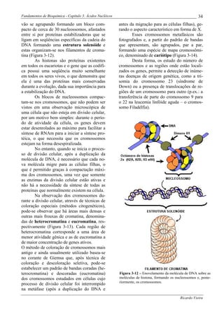 Fundamentos de Bioquímica - Capítulo 3: Ácidos Nucléicos                                                   34
vão se agrupando formando um bloco com-                    antes da migração para as células filhas), ge-
pacto de cerca de 30 nucleossomos, afastados               rando o aspecto característico em forma de X.
entre si por proteínas estabilizadoras que se                      Esses cromossomos metafásicos são
ligam em seqüências específicas da cadeia do               fotografados e, a partir do padrão de bandas
DNA formando uma estrutura solenóide e                     que apresentam, são agrupados, par a par,
estas organizam-se nos filamentos de croma-                formando uma espécie de mapa cromossômi-
tina (Figura 3-12).                                        co, denominado de cariótipo (Figura 3-14).
        As histonas são proteínas existentes                       Desta forma, os estudo do número de
em todos os eucariotas e o gene que as codifi-             cromossomos e as regiões onde estão locali-
ca possui uma seqüência muito semelhante                   zados os genes, permite a detecção de inúme-
em todos os seres vivos, o que demonstra que               ras doenças de origem genética, como a tri-
ela é uma das proteínas mais conservadas                   somia do cromossomo 23 (síndrome de
durante a evolução, dada sua importância para              Down) ou a presença de translocações de re-
a estabilização do DNA.                                    giões de um cromossomo para outro (p.ex.: a
        Os blocos de nucleossomos compac-                  transferência de parte do cromossomo 9 para
tam-se nos cromossomos, que não podem ser                  o 22 na leucemia linfóide aguda – o cromos-
vistos em uma observação microscópica de                   somo Filadélfia).
uma célula que não esteja em divisão celular,
por um motivo bem simples: durante o perío-
do de atividade da célula, os genes devem
estar desenrolados ao máximo para facilitar a
síntese de RNAm para a iniciar a síntese pro-
téica, o que necessita que os cromossomos
estejam na forma desespiralizada.
        No entanto, quando se inicia o proces-
so de divisão celular, após a duplicação da
molécula de DNA, é necessário que cada no-
va molécula migre para as células filhas, o
que é permitido graças à compactação máxi-
ma dos cromossomos, uma vez que somente
as enzimas da divisão celular estão ativas e
não há a necessidade da síntese de todas as
proteínas que normalmente existem na célula.
        Na observação dos cromossomos du-
rante a divisão celular, através de técnicas de
coloração especiais (métodos citogenéticos),
pode-se observar que há áreas mais densas e
outras mais frouxas de cromatina, denomina-
das de heterocromatina e eucromatina, res-
pectivamente (Figura 3-13). Cada região de
heterocromatina corresponde a uma área de
menor atividade gênica e as de eucromatina a
de maior concentração de genes ativos.
O método de coloração de cromossomos mais
antigo e ainda usualmente utilizado basea-se
no corante de Giemsa que, após técnica de
coloração e descoloração seletiva, pode-se
estabelecer um padrão de bandas coradas (he-
terocromatina) e descoradas (eucromatina)                  Figura 3-12 – Enovelamento da molécula de DNA sobre as
dos cromossomos estudados em células cujo                  moléculas de histona, formando os nucleossomos e, poste-
                                                           riormente, os cromossomos.
processo de divisão celular foi interrompido
na metáfase (após a duplicação do DNA e
                                                                                                Ricardo Vieira
 