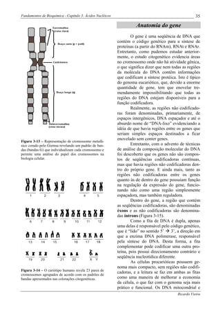 Fundamentos de Bioquímica - Capítulo 3: Ácidos Nucléicos                                                35

                                                                     Anatomia do gene
                                                                   O gene é uma seqüência de DNA que
                                                           contém o código genético para a síntese de
                                                           proteínas (a partir do RNAm), RNAt e RNAr.
                                                           Entretanto, como pudemos estudar anterior-
                                                           mente, o estudo citogenético evidencia áreas
                                                           no cromossomo onde não há atividade gênica,
                                                           o que significa dizer que nem todas as regiões
                                                           da molécula do DNA contêm informações
                                                           que codificam a síntese protéica. Isto é típico
                                                           do genoma eucariótico, que, devido a enorme
                                                           quantidade de gene, tem que enovelar tre-
                                                           mendamente impossibilitando que todas as
                                                           regiões do DNA estejam disponíveis para a
                                                           função codificadora.
                                                                   Realmente, as regiões não codificado-
                                                           ras foram denominadas, primariamente, de
                                                           espaços intergênicos, DNA espaçador e até o
                                                           absurdo nome de “DNA-lixo” evidenciando a
                                                           idéia de que havia regiões entre os genes que
                                                           seriam simples espaços destinados a ficar
                                                           enovelado sem conter genes.
Figura 3-13 – Representação de cromossomo metafá-
sico corado pelo Giemsa revelando um padrão de ban-                Entretanto, com o advento de técnicas
das (bandas G) que individualizam cada cromossomo e        de análise da composição molecular do DNA
permite uma análise do papel dos cromossomos na            foi descoberto que os genes não são compos-
biologia celular.                                          tos de seqüências codificadoras contínuas,
                                                           mas que havia regiões não codificadoras den-
                                                           tro do próprio gene. E ainda mais, tanto as
                                                           regiões não codificadoras entre os genes
                                                           quanto às de dentro do gene possuíam função
                                                           na regulação da expressão do gene, funcio-
                                                           nando não como uma região simplesmente
                                                           espaçadora, mas também reguladora.
                                                                   Dentro do gene, a região que contém
                                                           as seqüências codificadoras, são denominadas
                                                           éxons e as não codificadoras são denomina-
                                                           das íntrons (Figura 3-15).
                                                                   Como a fita de DNA é dupla, apenas
                                                           uma delas é responsável pelo código genético,
                                                           que é “lido” no sentido 5’    3’, a direção em
                                                           que a enzima DNA polimerase, responsável
                                                           pela síntese do DNA. Desta forma, a fita
                                                           complementar pode codificar uma outra pro-
                                                           teína, pois possui direcionamento contrário e
                                                           seqüência nucleotídica diferente.
                                                                   As células procarióticas possuem ge-
                                                           noma mais compacto, sem regiões não codifi-
Figura 3-14 – O cariótipo humano revela 23 pares de
                                                           cadoras, e a leitura se faz em ambas as fitas
cromossomos agrupados de acordo com os padrões de
bandas apresentados nas colorações citogenéticas.          como uma maneira de melhorar a economia
                                                           da célula, o que faz com o genoma seja mais
                                                           prático e funcional. Os DNA mitocondrial e
                                                                                             Ricardo Vieira
 