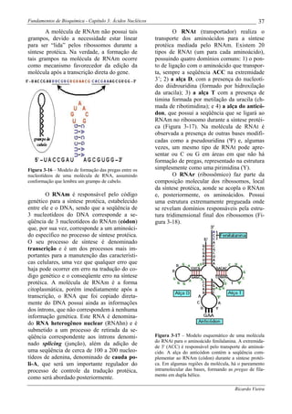 Fundamentos de Bioquímica - Capítulo 3: Ácidos Nucléicos                                                     37
        A molécula de RNAm não possui tais                         O RNAt (transportador) realiza o
grampos, devido a necessidade estar linear                 transporte dos aminoácidos para a síntese
para ser “lida” pelos ribossomos durante a                 protéica mediada pelo RNAm. Existem 20
síntese protéica. Na verdade, a formação de                tipos de RNAt (um para cada aminoácido),
tais grampos na molécula de RNAm ocorre                    possuindo quatro domínios comuns: 1) o pon-
como mecanismo favorecedor da edição da                    to de ligação com o aminoácido que transpor-
molécula após a transcrição direta do gene.                ta, sempre a seqüência ACC na extremidade
                                                           3’; 2) a alça D, com a presença do nucleotí-
                                                           deo diidrouridina (formado por hidroxilação
                                                           da uracila); 3) a alça T com a presença de
                                                           timina formada por metilação da uracila (ch-
                                                           mada de ribotimidina); e 4) a alça do anticó-
                                                           don, que possui a seqüência que se ligará ao
                                                           RNAm no ribossomo durante a síntese protéi-
                                                           ca (Figura 3-17). Na molécula de RNAt é
                                                           observada a presença de outras bases modifi-
                                                           cadas como a pseudouridina (Ψ) e, algumas
                                                           vezes, um mesmo tipo de RNAt pode apre-
                                                           sentar ou C ou G em áreas em que não há
                                                           formação de pregas, representado na estrutura
Figura 3-16 – Modelo de formação das pregas entre os       simplesmente como uma pirimidina (Y).
nucleotídeos de uma molécula de RNA, assumindo                     O RNAr (ribossômico) faz parte da
conformação que lembra um grampo de cabelo.                composição molecular dos ribossomos, local
                                                           da síntese protéica, aonde se acopla o RNAm
        O RNAm é responsável pelo código                   e, posteriormente, os aminoácidos. Possui
genético para a síntese protéica, estabelecido             uma estrutura extremamente pregueada onde
entre ele e o DNA, sendo que a seqüência de                se revelam domínios responsáveis pela estru-
3 nucleotídeos do DNA corresponde a se-                    tura tridimensional final dos ribossomos (Fi-
qüência de 3 nucleotídeos do RNAm (códon)                  gura 3-18).
que, por sua vez, corresponde a um aminoáci-
do específico no processo de síntese protéica.
O seu processo de síntese é denominado
transcrição e é um dos processos mais im-
portantes para a manutenção das característi-
cas celulares, uma vez que qualquer erro que
haja pode ocorrer em erro na tradução do co-
digo genético e o conseqüente erro na síntese
protéica. A molécula de RNAm é a forma
citoplasmática, porém imediatamente após a
transcrição, o RNA que foi copiado direta-
mente do DNA possui ainda as informações
dos íntrons, que não correspondem à nenhuma
informação genética. Este RNA é denomina-
do RNA heterogêneo nuclear (RNAhn) e é
submetido a um processo de retirada da se-
qüência correspondente aos íntrons denomi-                 Figura 3-17 – Modelo esquemático de uma molécula
                                                           do RNAt para o aminoácido fenilalanina. A extremida-
nado splicing (junção), além da adição de                  de 3' (ACC) é responsável pelo transporte do aminoá-
uma seqüência de cerca de 100 a 200 nucleo-                cido. A alça do anticódon contém a seqüência com-
tídeos de adenina, denominado de cauda po-                 plementar ao RNAm (códon) durante a síntese protéi-
li-A, que será um importante regulador do                  ca. Em algumas regiões da molécula, há o pareamento
processo de controle da tradução protéica,                 intramolecular das bases, formando as pregas de fila-
                                                           mento em dupla hélice.
como será abordado posteriormente.
                                                                                                 Ricardo Vieira
 