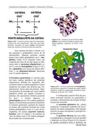 Fundamentos de Bioquímica – Capítulo 4: Aminoácidos e Proteínas                                                50




                                                              Figura 4-11 - Estrutura terciária final da mio-
Figura 4-10 – A união covalente entre dois aminoácidos        globina, uma proteína formada por apenas uma
cisteína entre seus grupamentos –SH, gera uma ponte           cadeia peptídica. (Adaptado de Devlin, T.M.,
dissulfeto formando um grupo cistina extremamente             1999).
rígido que mantém a estrutura terciária das proteínas.

        Esta estrutura terciária é comum a to-
 das proteínas e polipeptídios (cerca de 50
 aminoácidos). Algumas proteínas contêm
 apenas uma cadeia polipeptídica (p.ex.: mio-
 globina, Figura 4-11) enquanto outras são
 composta por mais de um tipo iguais ou dife-
 rentes entre si (proteínas oligoméricas), co-
 mo é o caso da hemoglobina (Figura 4-12) e
 das γ-globulinas com 2 pares de cadeias idên-
 ticas; e da glutamina-sintetase bacteriana
 com 12 cadeias idênticas.

 4) Estrutura quaternária: é o arranjo espa-
 cial entre cadeias peptídicas das proteínas
 oligoméricas, definida por interações não-
 covalentes entre as cadeias peptídicas e outros
 compostos de origem não protéica que, fre-                 Figura 4-12 – Estrutura quaternária da hemoglobina,
 qüentemente, fazem parte da proteína. Algu-                uma proteína oligomérica formada por quatro cadeias
                                                            peptídicas unidas por grupamentos prostéticos heme.
 mas proteínas são formadas por várias cadeias              (Adaptado de Devlin, T.M., 1999).
 peptídicas unidas por ligação covalente e,
 portanto, não apresentam estrutura quaterná-                       A configuração espacial final das pro-
 ria (p.ex.: a enzima digestiva α-                          teínas (estrutura terciária ou quaternária) é
 quimotripsina possui três cadeias peptídicas               constante e determinante das funções biológi-
 ligadas covalentemente por pontes dissulfeto).             cas por elas exercidas.
 A estrutura quaternária, portanto diz respeito                     As proteínas globulares são esferas
 ao arranjo não covalente formado por várias                compactas e irregulares resultantes do enove-
 cadeias polipeptídicas como é o caso da he-                lamento da cadeia polipeptídica. São bastante
 moglobina, da enzima aspartato transcar-                   solúveis em água corresponde à principal for-
 bamilase com 12 cadeias e da proteína do                   ma das enzimas.
 vírus do tabaco com 2.120 cadeias polipeptí-                       As proteínas fibrosas têm suas cadei-
 dicas unidas não covalentemente.                           as polipeptídicas arranjadas de forma paralela
                                                            e dispostas em feixes (Figura 4-13), possuin-
                                                            do grande resistência física à distensão da
                                                                                                  Ricardo Vieira
 