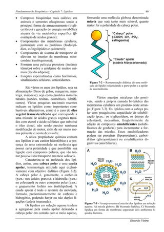 Fundamentos de Bioquímica – Capítulo 7: Lipídios                                                          80

•   Composto bioquímico mais calórico em             formando uma molécula globosa denominada
    animais e sementes oleaginosas sendo a           micela que será tanto mais solúvel, quanto
    principal forma de armazenamento (trigli-        maior for a polaridade da cabeça polar.
    cerídeos) e geração de energia metabólica
    através de via metabólica específica (β-
    oxidação de ácidos graxos);
•   Componentes das membranas celulares,
    juntamente com as proteínas (fosfolipí-
    dios, esfingolipídios e colesterol);
•   Componentes de sistema de transporte de
    elétrons no interior da membrana mito-
    condrial (umbiquinona);
•   Formam uma película protetora (isolante
    térmico) sobre a epiderme de muitos ani-
    mais (tecido adiposo);
•   Funções especializadas como hormônios,
    sinalizadores celulares, antioxidantes.
                                                       Figura 7-2 – Representação didática de uma molé-
                                                       cula de lipídio evidenciando a parte polar e a apolar
        São vários os usos dos lipídios, seja na       de sua molécula.
alimentação (óleos de grãos, margarina, man-
teiga, maionese), seja como produtos manufa-
turados (sabões, resinas, cosméticos, lubrifi-               Vários arranjos micelares são possí-
cantes). Várias pesquisas nacionais recentes         veis, sendo a própria camada bi-lipídica das
indicam os lipídios como importantes com-            membranas celulares um produto deste arran-
bustíveis alternativos, como é o caso do óleo        jo (Figura 7-3). Os lipídios com a cabeça po-
vegetal transestereficado que corresponde a          lar com pouquíssima capacidade de solubili-
uma mistura de ácidos graxos vegetais trata-         zação (p.ex.: os triglicerídeos, os ésteres do
dos com etanol e ácido sulfúrico que substitui       colesterol), necessitam, freqüentemente da
o óleo diesel, não sendo preciso nenhuma             adição de compostos emulsificantes (solubi-
modificação do motor, além de ser muito me-          lizantes de gorduras) para incrementar a for-
nos poluente e isento de enxofre.                    mação das micelas. Esses emulsificadores
        A única propriedade química comum            podem ser proteínas (lipoproteínas), carboi-
aos lipídios é seu caráter hidrofóbico e a pre-      dratos (glicoproteínas) ou emulsificantes di-
sença de uma extremidade na molécula que             gestivos (sais biliares).
possui certa polaridade e que possibilita sua
ligação com compostos polares, que vão tor-
nar possível seu transporte em meio solúveis.
        Caracteriza-se na molécula dos lipí-
dios, assim, uma cabeça polar e uma cauda
apolar, terminologia utilizada aqui exclusi-
vamente com objetivo didático (Figura 7-2).
A cabeça polar é, geralmente, a carboxila
(p.ex.: nos ácidos graxos), a hidroxila (p.ex.:
no colesterol) ou outro composto polar (p.ex.:
o grupamento fosfato nos fosfolipídios). A
cauda apolar é todo o restante da molécula,
formada, predominantemente de carbono e
hidrogênio, podendo haver ou não duplas li-
gações (cadeia insaturada).
                                                   Figura 7-3 – Arranjo estrutural micelar dos lipídios em solução
        Os lipídios em solução aquosa tendem       aquosa. A) micela globosa; B) bicamada lipídica; C) bicamada
a agregar-se pela cauda apolar deixando a          lipídica em forma de membrana separando dois ambientes lí-
cabeça polar em contato com o meio aquoso,         quidos distintos.

                                                                                           Ricardo Vieira
 