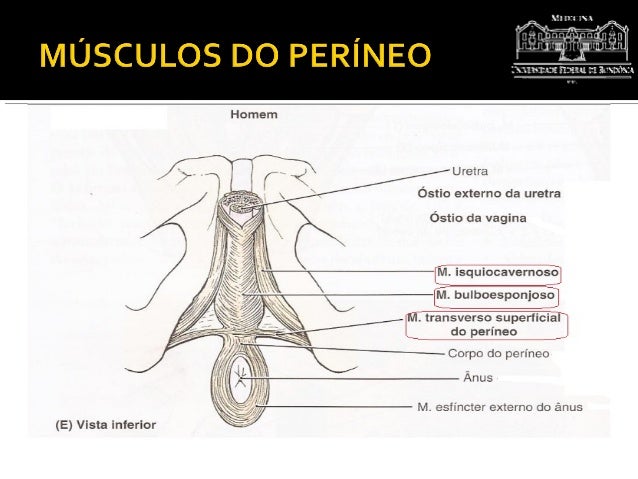 Ap. reprodutor masculino (Xmedunir)