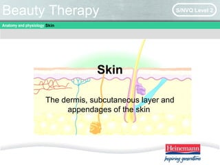 Anatomy and physiology Skin
Beauty Therapy S/NVQ Level 2
Skin
The dermis, subcutaneous layer and
appendages of the skin
 