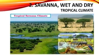 2. SAVANNA, WET AND DRY
TROPICAL CLIMATE
 