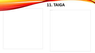 11. TAIGA
 