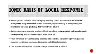 ▪ As the applied cathodal stimulus is progressively raised from zero the influx of Na+
through the leaky sodium channels increases proportionately. Consequently, the
membrane potential gradually decreases from –70 mV.
▪ As the membrane potential reaches –63mV, few of the voltage-gated sodium channels
start opening, which allows entry of some more Na+.
▪ Thus, Na+ influx though the leaky channels added to Na+ influx through voltage gated
channels results in a heightened response called local response.
▪ This is observed within a potential change from –63mV to –55mV.
 