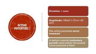 ACTION
POTENTIAL..
Duration: 1 msec
Amplitude: 100mV (–70 to +35
mV)
The action potentials never
summate
A definite interval (refractory
period) exists before the second
action potential is fired.
 