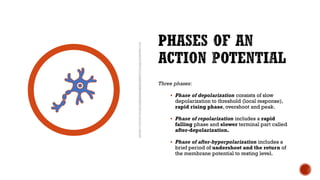 Three phases:
▪ Phase of depolarization consists of slow
depolarization to threshold (local response),
rapid rising phase, overshoot and peak.
▪ Phase of repolarization includes a rapid
falling phase and slower terminal part called
after-depolarization.
▪ Phase of after-hyperpolarization includes a
brief period of undershoot and the return of
the membrane potential to resting level.
 