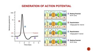 GENERATION OF ACTION POTENTIAL
 
