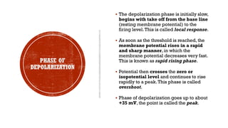 PHASE OF
DEPOLARIZATION
▪ The depolarization phase is initially slow,
begins with take off from the base line
(resting membrane potential) to the
firing level.This is called local response.
▪ As soon as the threshold is reached, the
membrane potential rises in a rapid
and sharp manner, in which the
membrane potential decreases very fast.
This is known as rapid rising phase.
▪ Potential then crosses the zero or
isopotential level and continues to rise
rapidly to a peak.This phase is called
overshoot.
▪ Phase of depolarization goes up to about
+35 mV, the point is called the peak.
 
