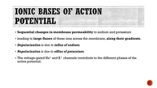 ▪ Sequential changes in membrane permeability to sodium and potassium
▪ leading to large fluxes of these ions across the membrane, along their gradients.
▪ Depolarization is due to influx of sodium
▪ Repolarization is due to efflux of potassium.
▪ The voltage-gated Na+ and K + channels contribute to the different phases of the
action potential.
 