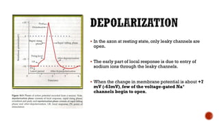 ▪ In the axon at resting state, only leaky channels are
open.
▪ The early part of local response is due to entry of
sodium ions through the leaky channels.
▪ When the change in membrane potential is about +7
mV (-63mV), few of the voltage-gated Na+
channels begin to open.
 
