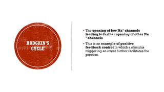 HODGKIN’S
CYCLE
▪ The opening of few Na+ channels
leading to further opening of other Na
+ channels
▪ This is an example of positive
feedback control in which a stimulus
triggering an event further facilitates the
process.
 