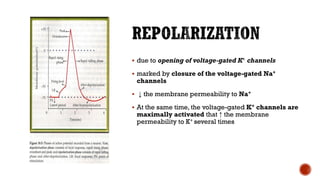 ▪ due to opening of voltage-gated K+ channels
▪ marked by closure of the voltage-gated Na+
channels
▪ ↓ the membrane permeability to Na+
▪ At the same time, the voltage-gated K+ channels are
maximally activated that ↑ the membrane
permeability to K+ several times
 