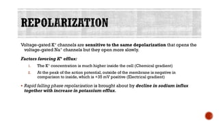 Voltage-gated K+ channels are sensitive to the same depolarization that opens the
voltage-gated Na+ channels but they open more slowly.
Factors favoring K+ efflux:
1. The K+ concentration is much higher inside the cell (Chemical gradient)
2. At the peak of the action potential, outside of the membrane is negative in
comparison to inside, which is +35 mV positive (Electrical gradient)
▪ Rapid falling phase repolarization is brought about by decline in sodium influx
together with increase in potassium efflux.
 