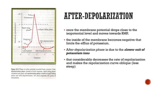 ▪ once the membrane potential drops close to the
isopotential level and moves towards RMP,
▪ the inside of the membrane becomes negative that
limits the efflux of potassium.
▪ After-depolarization phase is due to the slower exit of
potassium ions
▪ that considerably decreases the rate of repolarization
and makes the repolarization curve oblique (less
steep)
 