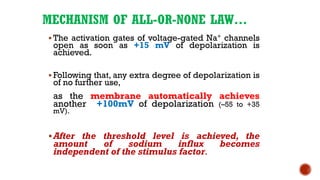 MECHANISM OF ALL-OR-NONE LAW…
▪ The activation gates of voltage-gated Na+ channels
open as soon as +15 mV of depolarization is
achieved.
▪ Following that, any extra degree of depolarization is
of no further use,
as the membrane automatically achieves
another +100mV of depolarization (–55 to +35
mV).
▪After the threshold level is achieved, the
amount of sodium influx becomes
independent of the stimulus factor.
 