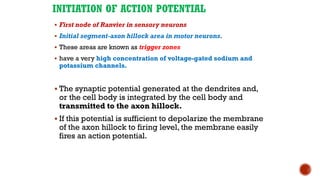 INITIATION OF ACTION POTENTIAL
▪ First node of Ranvier in sensory neurons
▪ Initial segment-axon hillock area in motor neurons.
▪ These areas are known as trigger zones
▪ have a very high concentration of voltage-gated sodium and
potassium channels.
▪ The synaptic potential generated at the dendrites and,
or the cell body is integrated by the cell body and
transmitted to the axon hillock.
▪ If this potential is sufficient to depolarize the membrane
of the axon hillock to firing level, the membrane easily
fires an action potential.
 