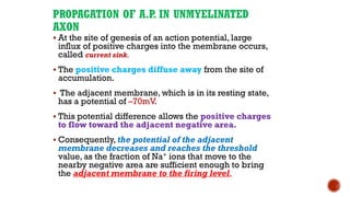 PROPAGATION OF A.P
. IN UNMYELINATED
AXON
▪ At the site of genesis of an action potential, large
influx of positive charges into the membrane occurs,
called current sink.
▪ The positive charges diffuse away from the site of
accumulation.
▪ The adjacent membrane, which is in its resting state,
has a potential of –70mV.
▪ This potential difference allows the positive charges
to flow toward the adjacent negative area.
▪ Consequently, the potential of the adjacent
membrane decreases and reaches the threshold
value, as the fraction of Na+ ions that move to the
nearby negative area are sufficient enough to bring
the adjacent membrane to the firing level.
 