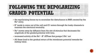 ▪ the repolarizing forces try to neutralize the disturbance in RMP, created by the
Na+ entry.
▪ K+ tends to come out of the cell and Cl– enters through the leaky channels to
maintain the electrical neutrality.
▪ Na+ moves away by diffusion from the site of stimulus that decreases the
amplitude of the graded potential with time.
▪ increased activity of the Na+ - K+ ATPase that pumps 3 Na+ out
▪ All these lead to the gradual return of the membrane potential towards the
resting value.
 