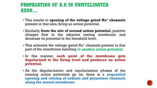 PROPAGATION OF A.P
. IN UNMYELINATED
AXON…
▪ This results in opening of the voltage gated Na+ channels
present in that area, firing an action potential.
▪ Similarly, from the site of second action potential, positive
charges flow to the adjacent resting membrane and
decrease its potential to the threshold level.
▪ This activates the voltage gated Na+ channels present in that
part of the membrane resulting in another action potential.
▪ In this manner, each point of the membrane gets
depolarized to the firing level and produces an action
potential.
▪ As the depolarization and repolarization phases of the
ensuing action potentials go on, there is a sequential
opening and closing of sodium and potassium channels
along the axonal membrane
 