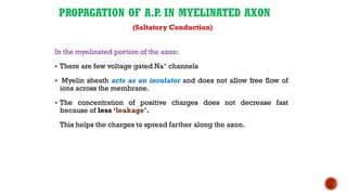 PROPAGATION OF A.P
. IN MYELINATED AXON
(Saltatory Conduction)
In the myelinated portion of the axon:
▪ There are few voltage gated Na+ channels
▪ Myelin sheath acts as an insulator and does not allow free flow of
ions across the membrane.
▪ The concentration of positive charges does not decrease fast
because of less ‘leakage’.
This helps the charges to spread farther along the axon.
 