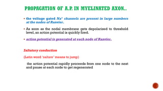 PROPAGATION OF A.P. IN MYELINATED AXON..
▪ the voltage gated Na+ channels are present in large numbers
at the nodes of Ranvier.
▪ As soon as the nodal membrane gets depolarized to threshold
level, an action potential is quickly fired.
▪ action potential is generated at each node of Ranvier.
Saltatory conduction
(Latin word ‘saltare’ means to jump)
the action potential rapidly proceeds from one node to the next
and pause at each node to get regenerated
 