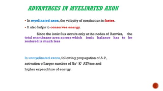 ADVANTAGES IN MYELINATED AXON
▪ In myelinated axon, the velocity of conduction is faster.
▪ It also helps to conserves energy.
Since the ionic flux occurs only at the nodes of Ranvier, the
total membrane area across which ionic balance has to be
restored is much less
In unmyelinated axons, following propagation of A.P.,
activation of larger number of Na+-K+ ATPase and
higher expenditure of energy.
 