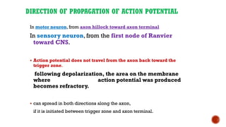 DIRECTION OF PROPAGATION OF ACTION POTENTIAL
In motor neuron, from axon hillock toward axon terminal
In sensory neuron, from the first node of Ranvier
toward CNS.
▪ Action potential does not travel from the axon back toward the
trigger zone.
following depolarization, the area on the membrane
where action potential was produced
becomes refractory.
▪ can spread in both directions along the axon,
if it is initiated between trigger zone and axon terminal.
 