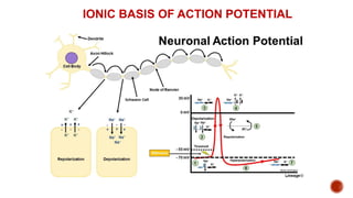 IONIC BASIS OF ACTION POTENTIAL
 