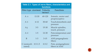 Nerve 29
d Gasser (1937)
ixed nerve and
ing to the fiber
assification, there
nd C
to a
a
a
a
a, b
b
b
b
b, g
g
g
g
g , d
d
d
d
d
Fiber type size(mm) Velocity Functions
(m/sec)
A a 12-20 60-120 Somatic, motor and
proprioceptive
A b 6-12 30-60 Touch,kinesthetic and
pressure
A g 3-5 15-30 Muscle spindles,
touch, pressure
A d 1-5 12-30 Pain,temperature and
pressure
B 1-3 3-15 ANS preganglionic
fibers
C (unmyeli- 0.5-1.5 0.5-2 Pain, postganglionic
nated) fibers of ANS
Table 2.1: Types of nerve fibers, characteristics and
functions
 