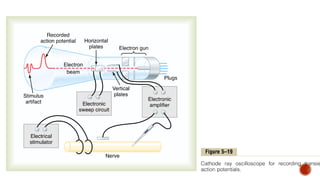 Nerve Potentials