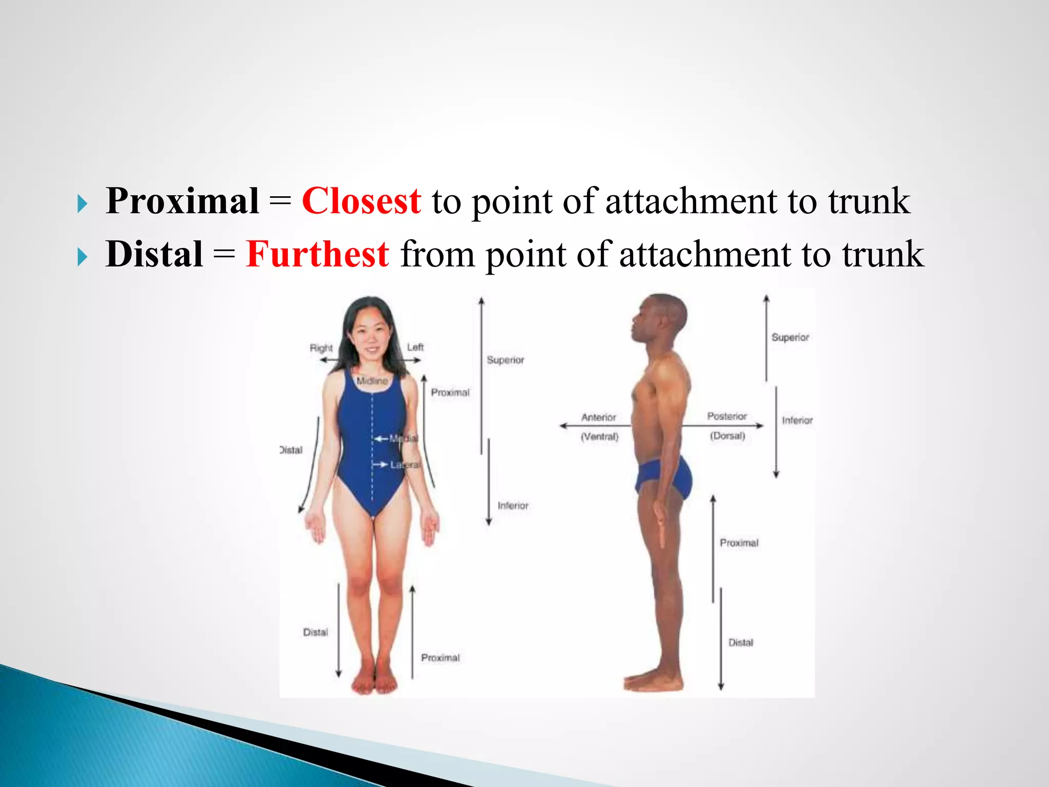 Introduction to Anatomy and Organization of human body | PPTX