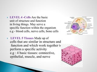 Introduction to Anatomy and Organization of human body | PPTX