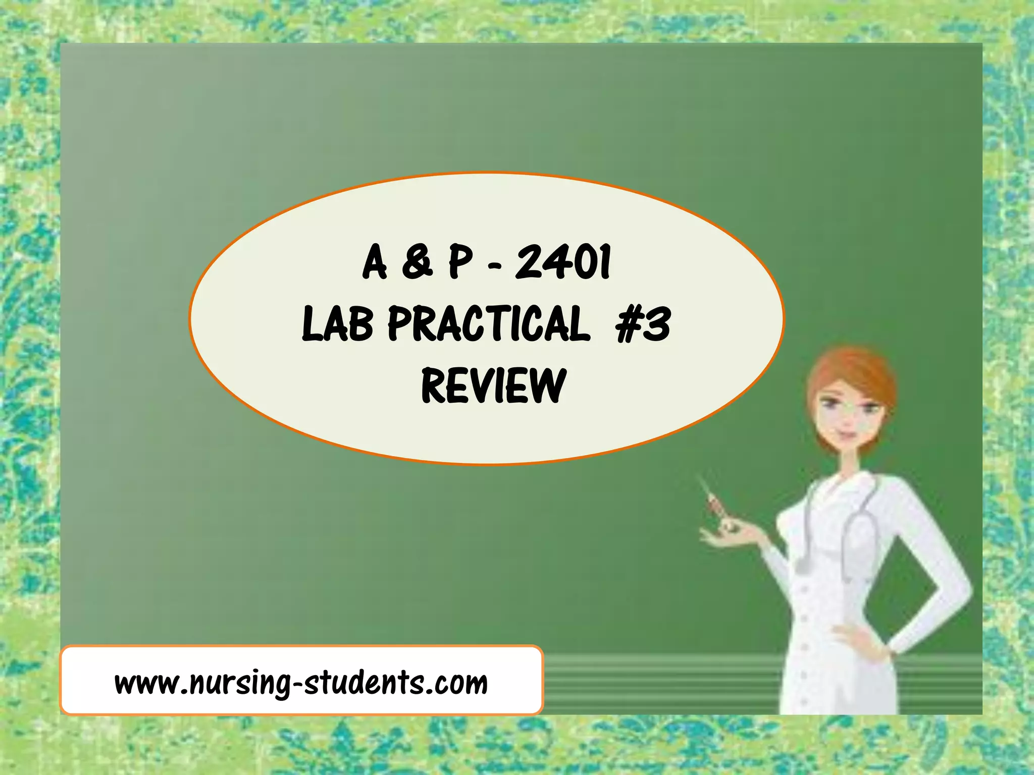 A&p 1 lab practical 3 - review | PDF