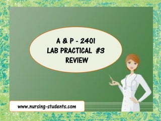 www.nursing-students.com
A & P - 2401
LAB PRACTICAL #3
REVIEW
 