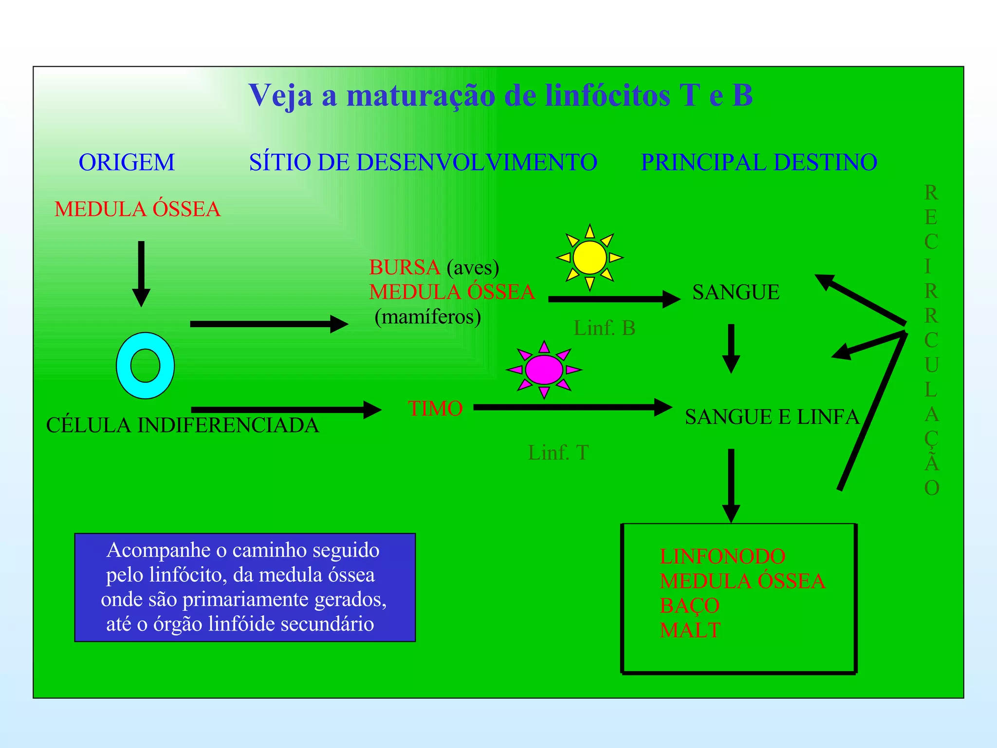 BURSA  (aves) MEDULA ÓSSEA (mamíferos) TIMO SANGUE SANGUE E LINFA MEDULA ÓSSEA ORIGEM  SÍTIO DE DESENVOLVIMENTO  PRINCIPAL DESTINO  Veja a maturação de linfócitos T e B CÉLULA INDIFERENCIADA Linf. B Linf. T LINFONODO MEDULA ÓSSEA BAÇO  MALT R E C I R R C U L A Ç Ã O Acompanhe o caminho seguido pelo linfócito, da medula óssea onde são primariamente gerados, até o órgão linfóide secundário 
