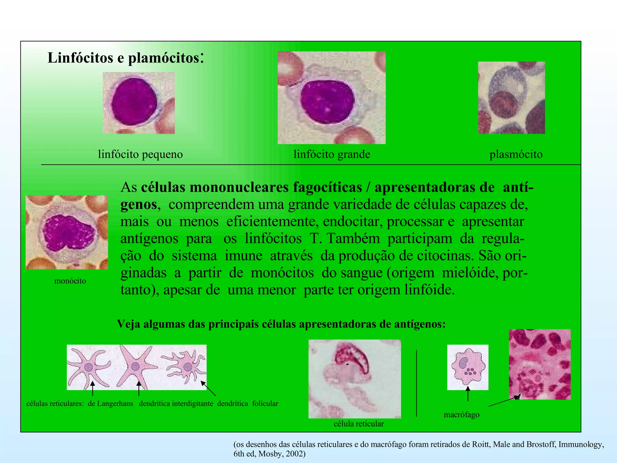 Linfócitos e plamócitos : As  células mononucleares fagocíticas / apresentadoras de  antí- genos ,  compreendem uma grande variedade de células capazes de, mais  ou  menos  eficientemente, endocitar, processar e  apresentar antígenos  para  os  linfócitos  T. Também  participam  da  regula- ção  do  sistema  imune  através  da produção de citocinas. São ori- ginadas  a  partir  de  monócitos  do sangue (origem  mielóide, por- tanto), apesar de  uma menor  parte ter origem linfóide. linfócito pequeno  linfócito grande  plasmócito Veja algumas das principais células apresentadoras de antígenos: célula reticular macrófago monócito células reticulares:  de Langerhans  dendrítica interdigitante  dendrítica  folicular (os desenhos das células reticulares e do macrófago foram retirados de Roitt, Male and Brostoff, Immunology,  6th ed, Mosby, 2002) 