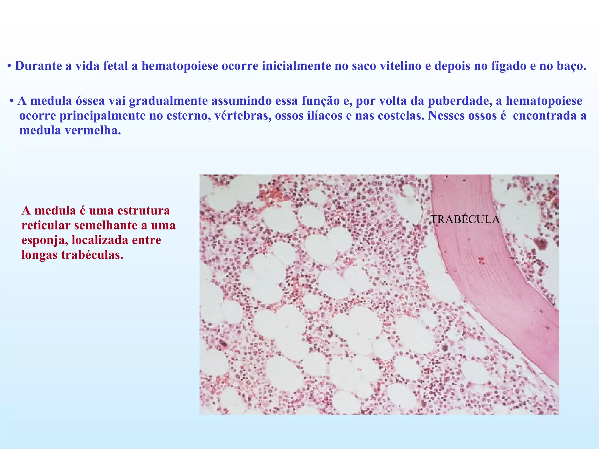 Durante a vida fetal a hematopoiese ocorre inicialmente no saco vitelino e depois no fígado e no baço. A medula óssea vai gradualmente assumindo essa função e, por volta da puberdade, a hematopoiese  ocorre principalmente no esterno, vértebras, ossos ilíacos e nas costelas. Nesses ossos é  encontrada a medula vermelha.   A medula é uma estrutura reticular semelhante a uma  esponja, localizada entre  longas trabéculas. TRABÉCULA 