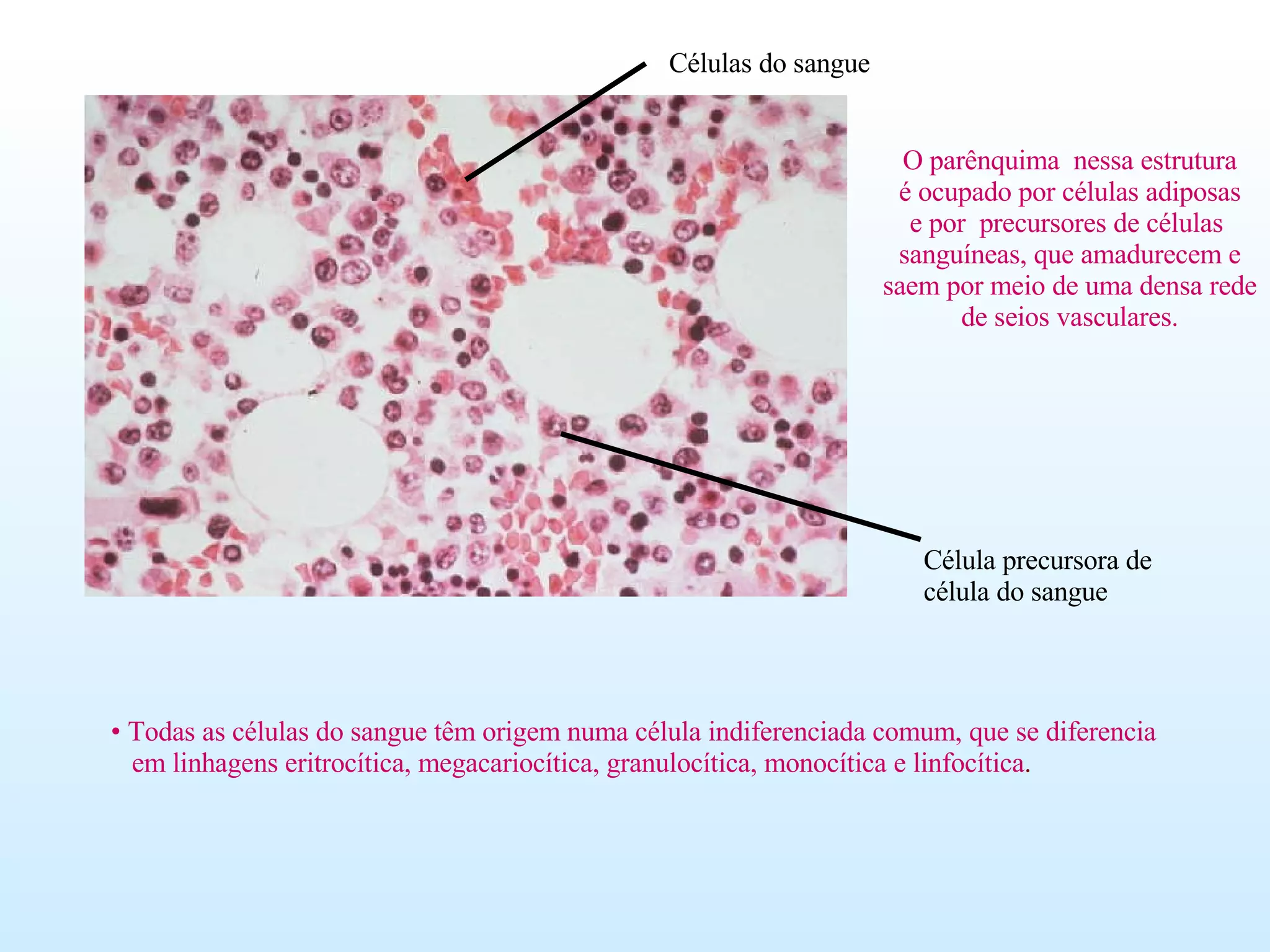 O parênquima  nessa estrutura é ocupado por células adiposas e por  precursores de células  sanguíneas, que amadurecem e saem por meio de uma densa rede de seios vasculares. Todas as células do sangue têm origem numa célula indiferenciada comum, que se diferencia  em linhagens eritrocítica, megacariocítica, granulocítica, monocítica e linfocítica . Célula precursora de  célula do sangue Células do sangue 