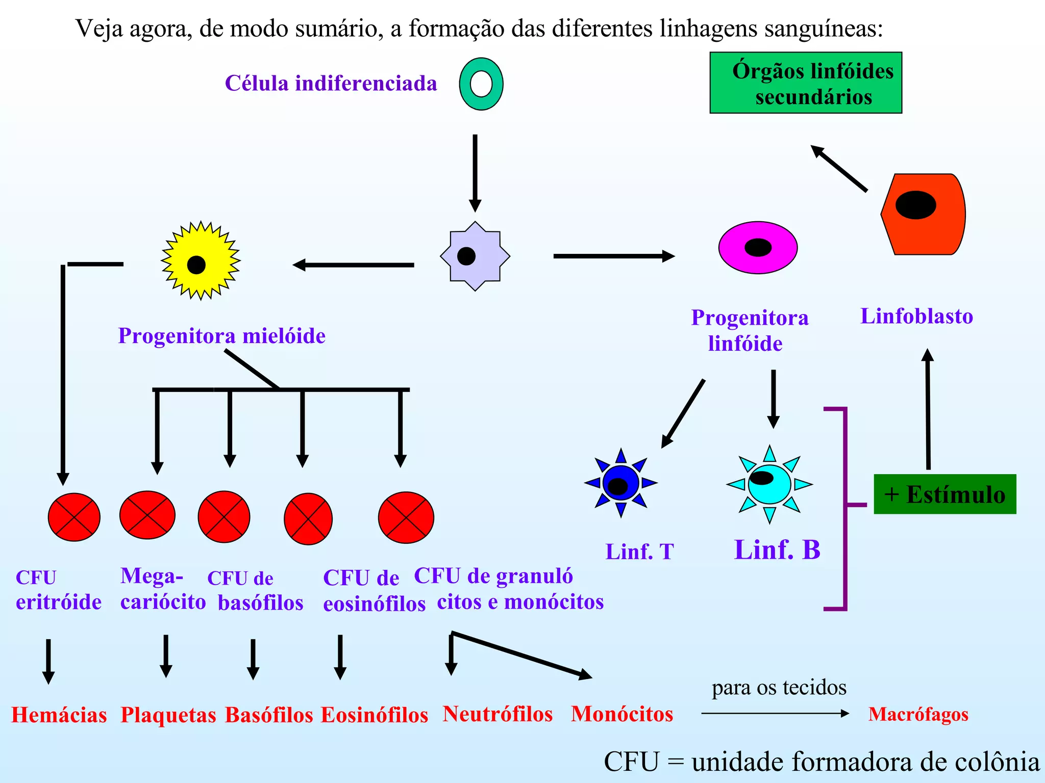 Hemácias Plaquetas Basófilos Eosinófilos Neutrófilos  Monócitos Veja agora, de modo sumário, a formação das diferentes linhagens sanguíneas: para os tecidos Macrófagos + Estímulo CFU = unidade formadora de colônia Célula indiferenciada Progenitora linfóide Progenitora mielóide CFU eritróide Mega- cariócito CFU de basófilos CFU de eosinófilos CFU de granuló  citos e monócitos Linf. T Linf. B Linfoblasto Órgãos linfóides secundários 