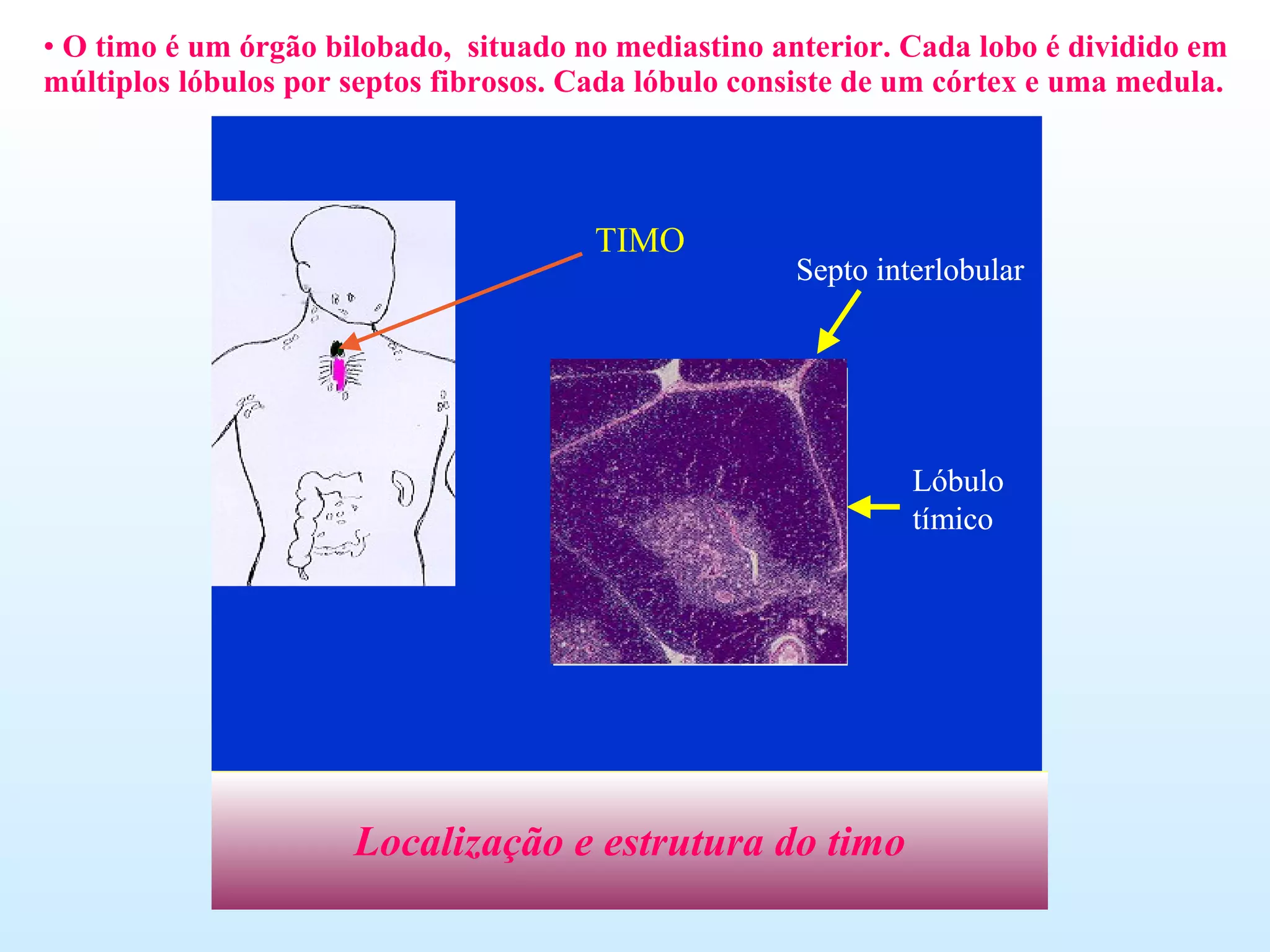 O timo é um órgão bilobado,  situado no mediastino anterior. Cada lobo é dividido em  múltiplos lóbulos por septos fibrosos. Cada lóbulo consiste de um córtex e uma medula. Localização e estrutura do timo 