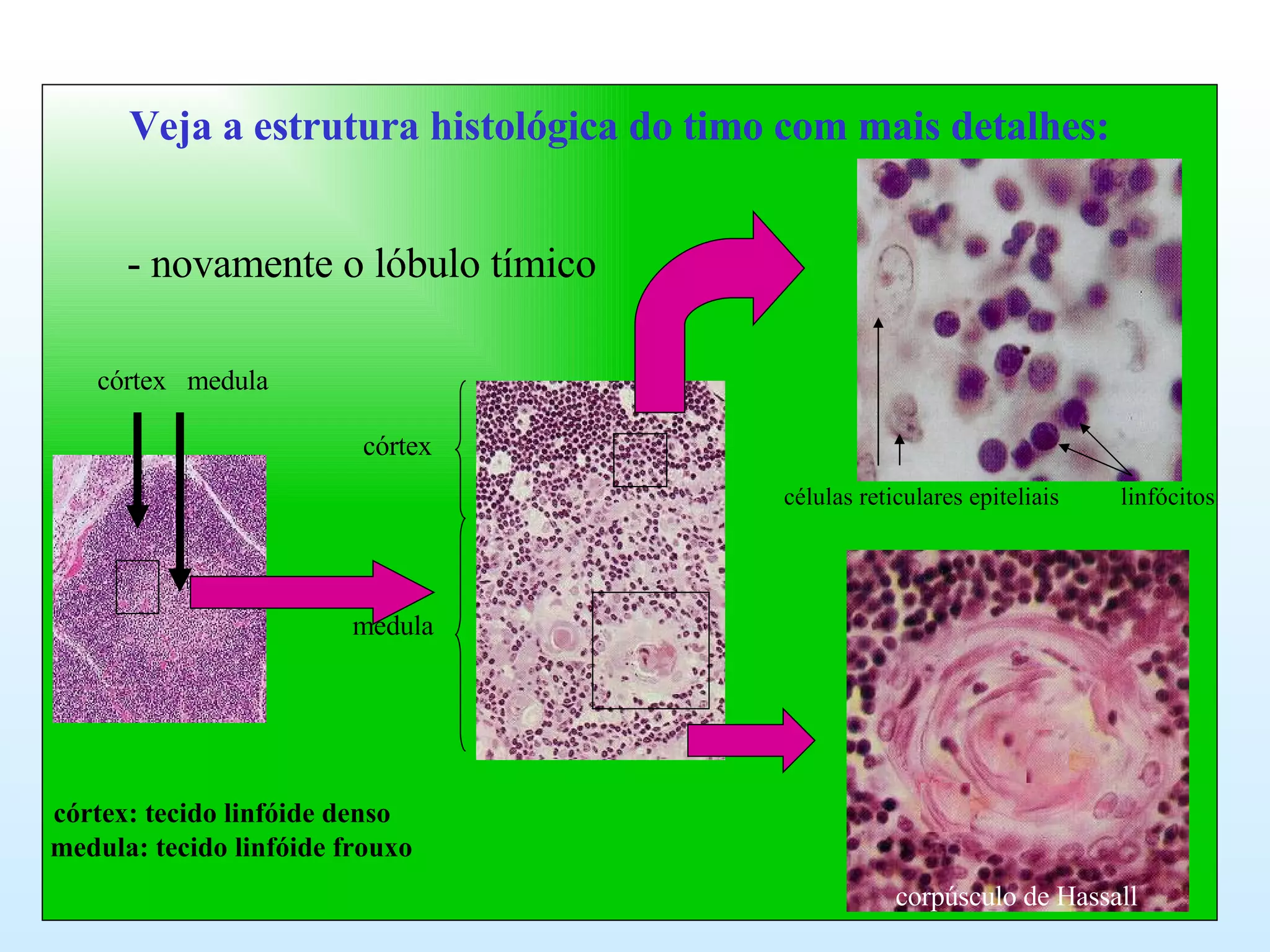 Veja a estrutura histológica do timo com mais detalhes: - novamente o lóbulo tímico córtex  medula córtex medula córtex: tecido linfóide denso medula: tecido linfóide frouxo corpúsculo de Hassall células reticulares epiteliais  linfócitos 