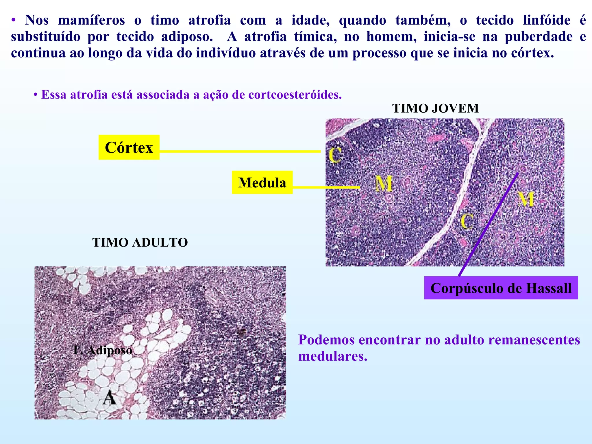 Nos mamíferos o timo atrofia com a idade, quando também, o tecido linfóide é substituído por tecido adiposo.  A atrofia tímica, no homem, inicia-se na puberdade e continua ao longo da vida do indivíduo através de um processo que se inicia no córtex. Essa atrofia está associada a ação de cortcoesteróides. T. Adiposo Podemos encontrar no adulto remanescentes medulares. TIMO ADULTO TIMO JOVEM Corpúsculo de Hassall Medula Córtex 