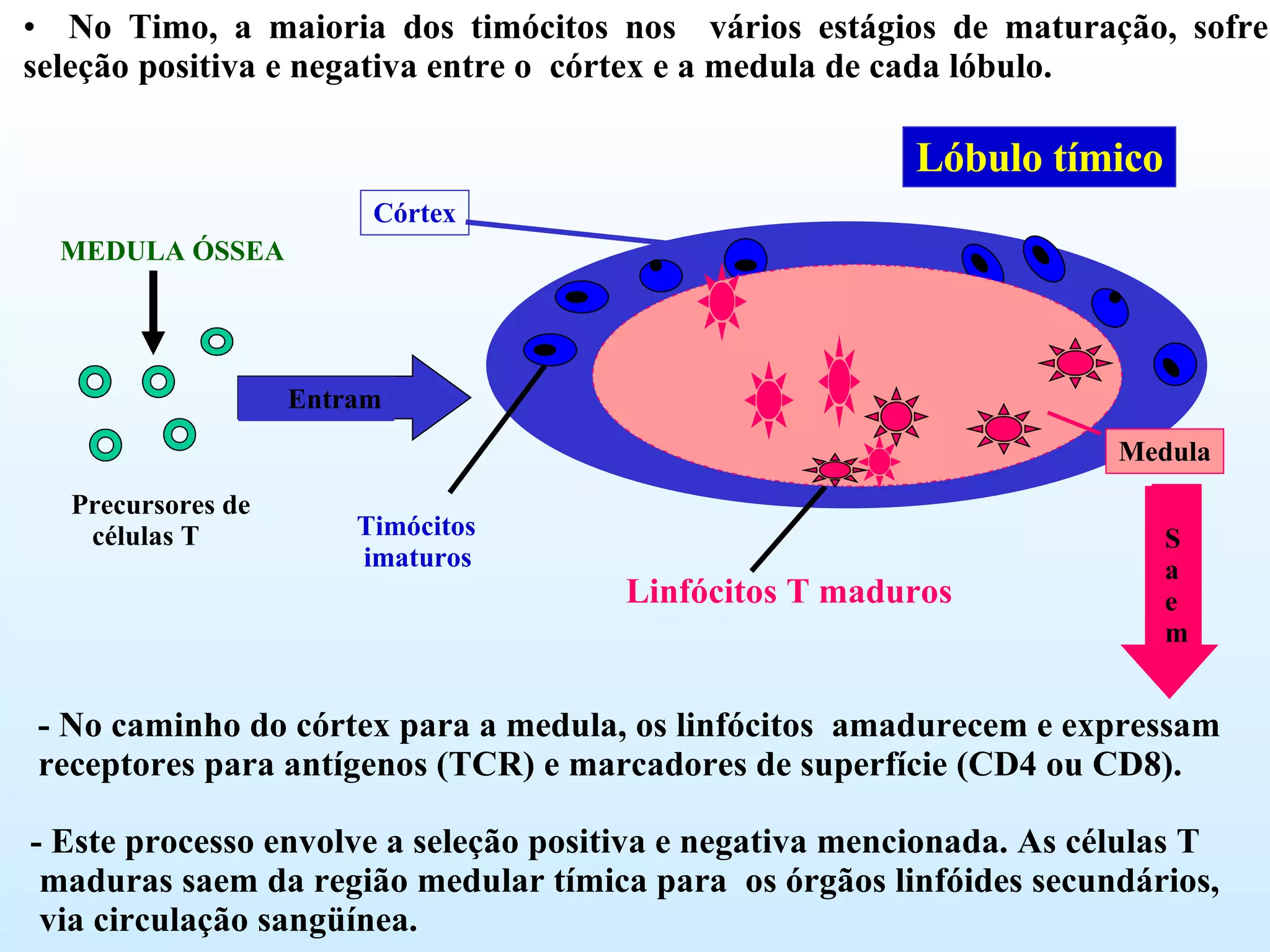 No Timo, a maioria dos timócitos nos  vários estágios de maturação, sofre seleção positiva e negativa entre o  córtex e a medula de cada lóbulo.  MEDULA ÓSSEA Precursores de   células T Lóbulo tímico - No caminho do córtex para a medula, os linfócitos  amadurecem e expressam receptores para antígenos (TCR) e marcadores de superfície (CD4 ou CD8). - Este processo envolve a seleção positiva e negativa mencionada. As células T  maduras saem da região medular tímica para  os órgãos linfóides secundários,  via circulação sangüínea.  Entram S a e m Córtex Medula Timócitos imaturos Linfócitos T maduros 