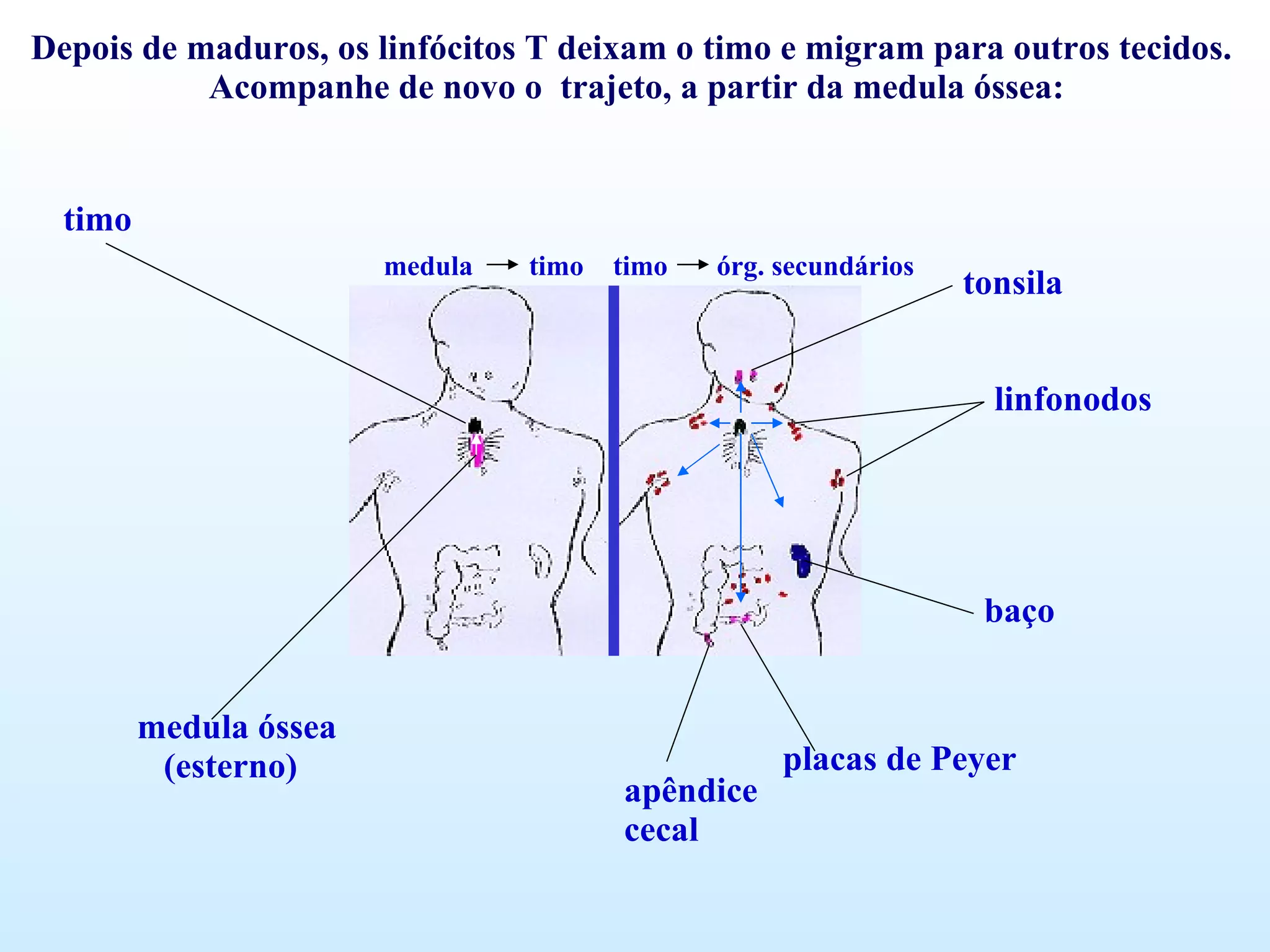 Depois de maduros, os linfócitos T deixam o timo e migram para outros tecidos. Acompanhe de novo o  trajeto, a partir da medula óssea: medula óssea (esterno) timo tonsila linfonodos baço placas de Peyer apêndice cecal medula  timo timo  órg. secundários 